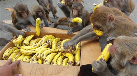 ghetto monkey eating bananas|how do monkeys open bananas.